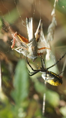 Argiope trifasciata