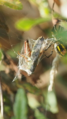 Argiope trifasciata