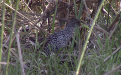 Pardirallus maculatus