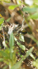 Argiope trifasciata