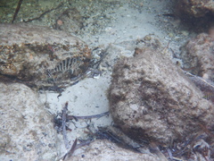 Goniistius rubrolabiatus