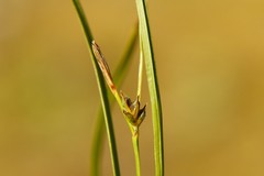Carex rossii