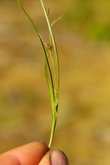 Carex rossii