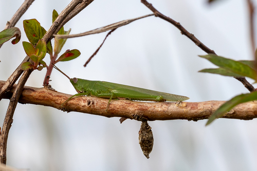Stenacris vitreipennis image