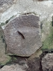 Paradoxosomatidae