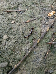 Paradoxosomatidae