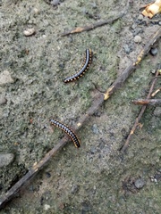 Paradoxosomatidae