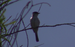 Xenopsaris albinucha