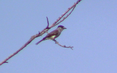 Xenopsaris albinucha