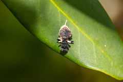 Ophiocordyceps dipterigena