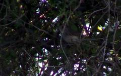 Euscarthmus meloryphus