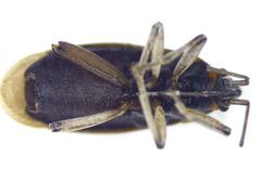 Melacoryphus rubicollis