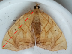 Eulithis gracilineata