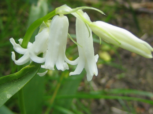 Hybrid bluebell