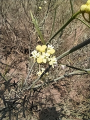 Asclepias subaphylla