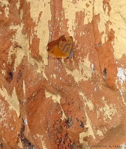 Lilac Tree Nymph