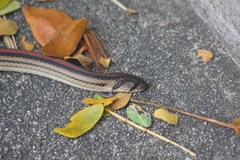 Oligodon octolineatus