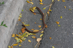 Oligodon octolineatus