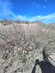 Asclepias subaphylla