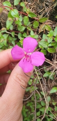 Heterocentron elegans