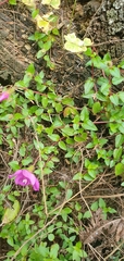 Heterocentron elegans