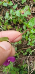Heterocentron elegans