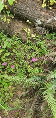 Heterocentron elegans