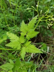 Osmorhiza depauperata
