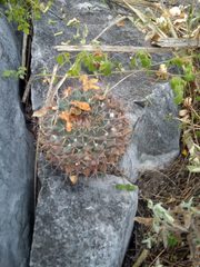 Mammillaria melanocentra melanocentra