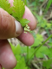 Osmorhiza depauperata