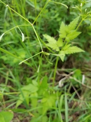 Osmorhiza depauperata