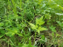 Osmorhiza depauperata