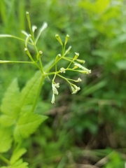 Osmorhiza depauperata