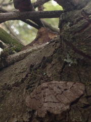 Aethaloida packardaria