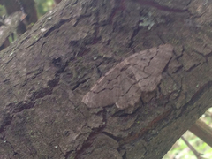 Aethaloida packardaria