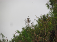 Sporophila telasco