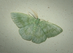 Prasinocyma lychnopasta
