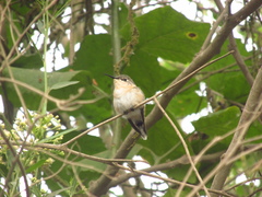 Thaumastura cora