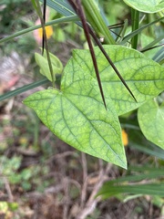 Thunbergia alata image