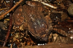 Limnonectes conspicillatus