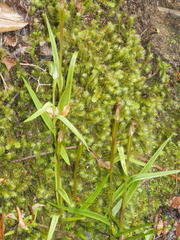 Pterostylis graminea
