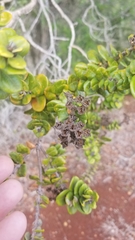 Metrosideros polymorpha polymorpha