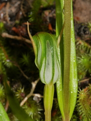 Pterostylis graminea
