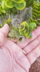 Metrosideros polymorpha polymorpha