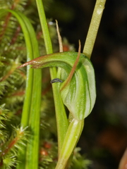 Pterostylis graminea