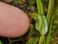 Pterostylis graminea