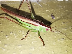 Conocephalus magdalenae