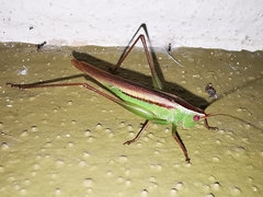 Conocephalus magdalenae