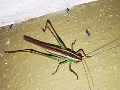 Conocephalus magdalenae