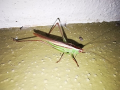 Conocephalus magdalenae